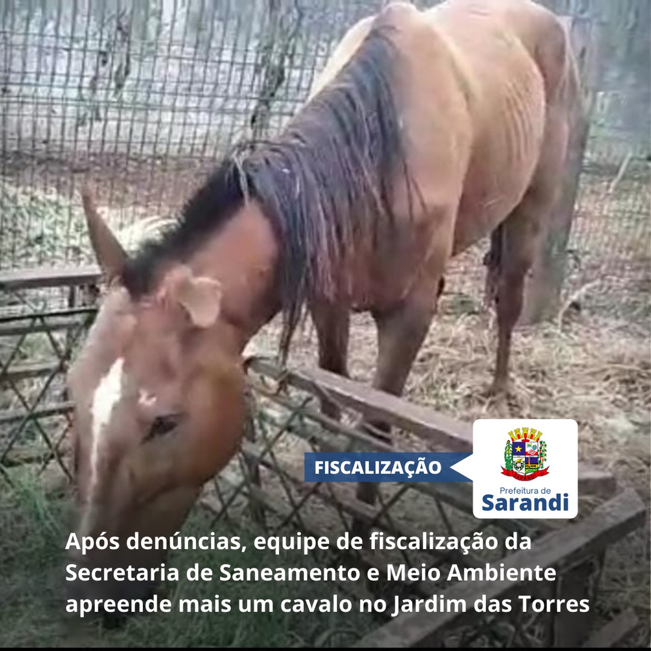 Após denúncias, equipe de fiscalização da Secretaria de Saneamento e Meio Ambiente apreende mais um cavalo no Jardim das Torres